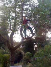 Baumpflege01.JPG